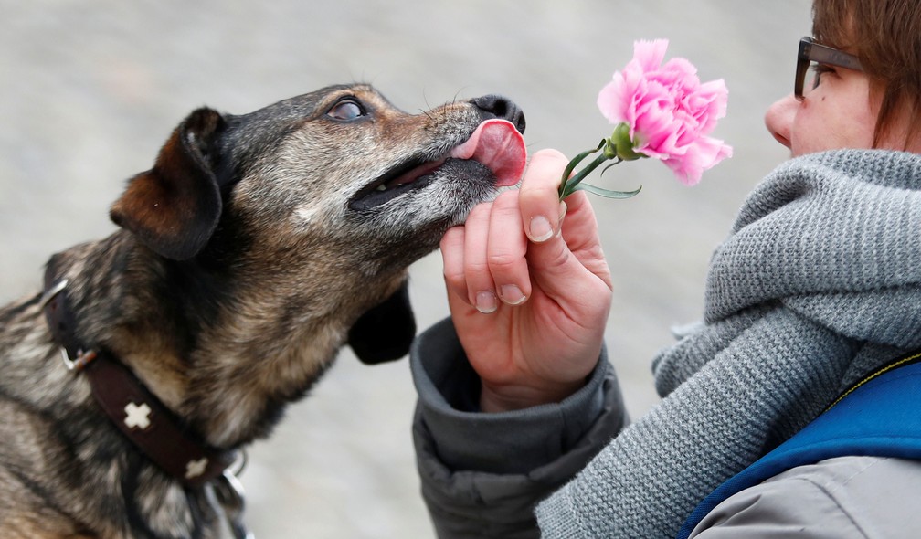 Cachorro tenta alcançar uma flor distribuída por soldados das Forças Armadas Alemãs (Bundeswehr) às mulheres perto do Portão de Brandenburgo, em Berlim, na Alemanha, nesta sexta-feira (8), Dia da Mulher  — Foto: Hannibal Hanschke/ Reuters 