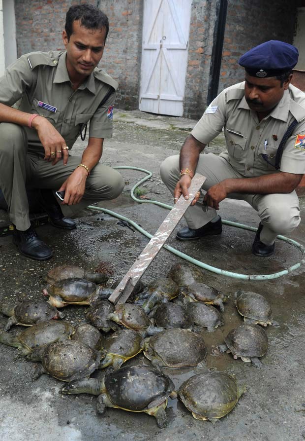 Pelo menos 32 tartarugas foram apreendidas. (Foto: Diptendu Dutta/AFP )