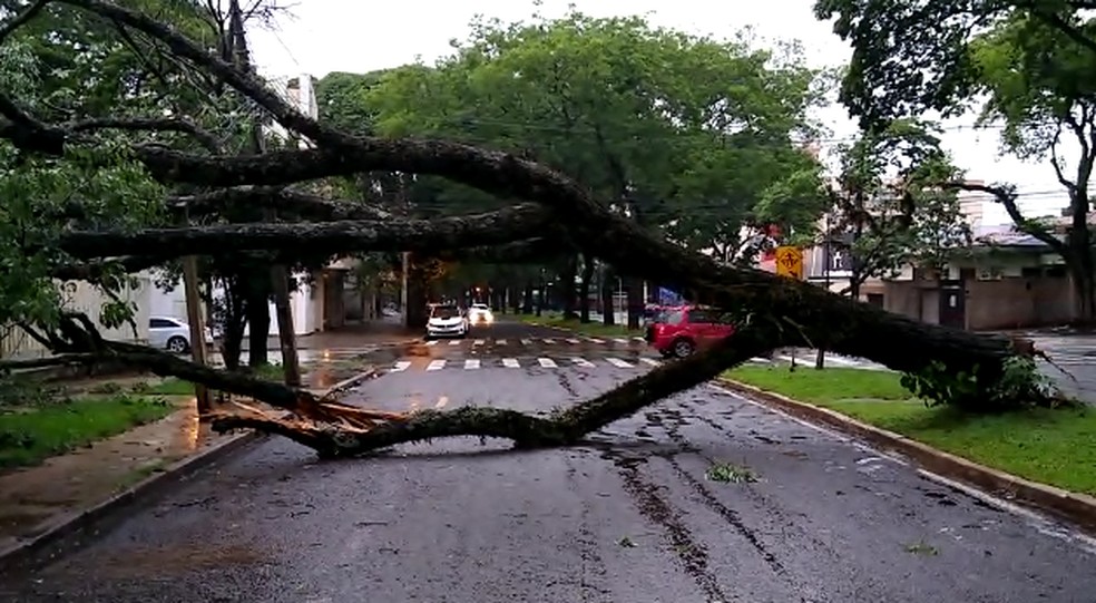 Árvore caiu em rua de Maringá — Foto: Reprodução/RPC