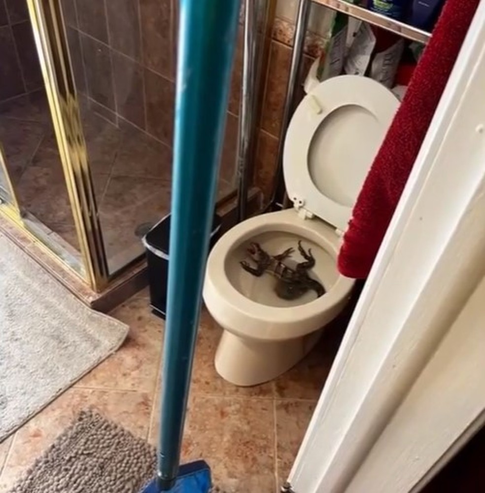 Iguana refugiada em vaso sanit&aacute;rio de casa na Calif&oacute;rnia &mdash; Foto: Reprodu&ccedil;&atilde;o/WSVN
