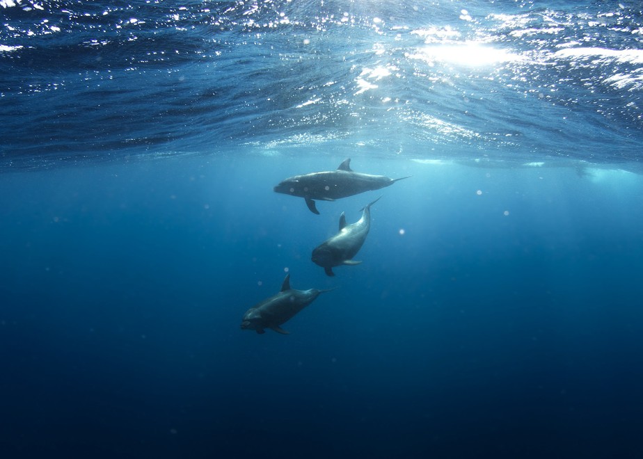 Golfinhos no Oceano