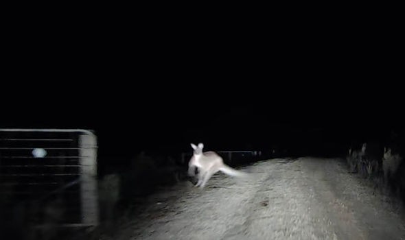 Cuidado: canguru na pista  (Foto: Reprodução)