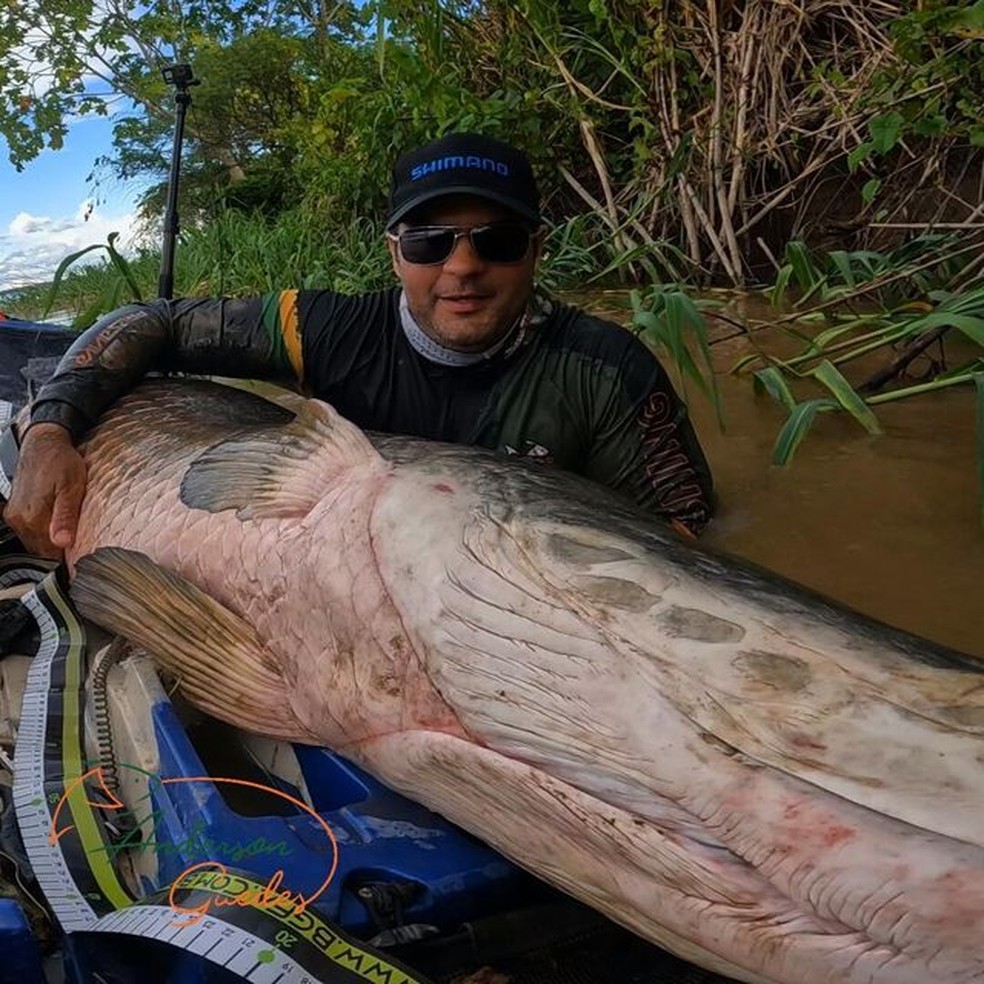 Pescador relata ter encontrado pirarucu com mais de dois metros em Rondnia  Foto: Redes Sociais/Reproduo