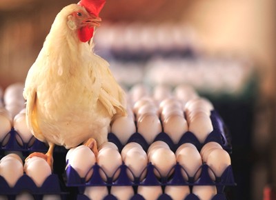 criacao_frango_aves_ovos (Foto: Ernesto de Souza/Ed. Globo)