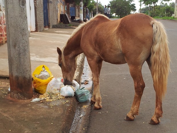 Cavalo  O caso do cavalo pintado por crianças: maus-tratos?