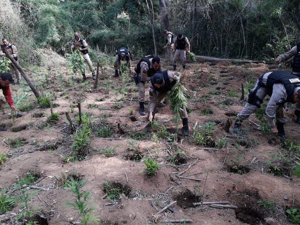 Plantação de maconha foi encontrada no meio de mata — Foto: Polícia Militar / Divulgação