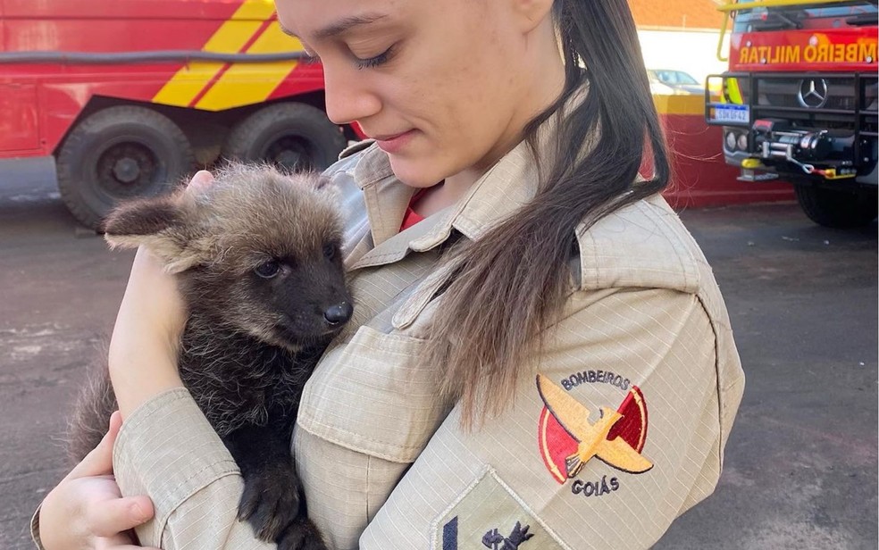 Filhote de lobo-guará resgatado em Caipônia — Foto: Divulgação/CBMGO