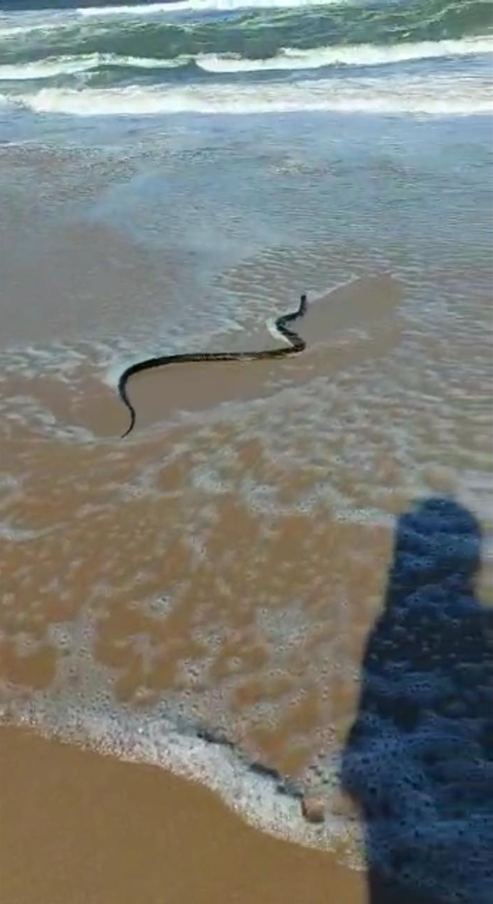 Resgate com cobra da mesma espécie foi feito por um guarda-vidas no mesmo dia na praia de São Francisco do Sul (SC) — Foto: Redes Sociais/Reprodução
