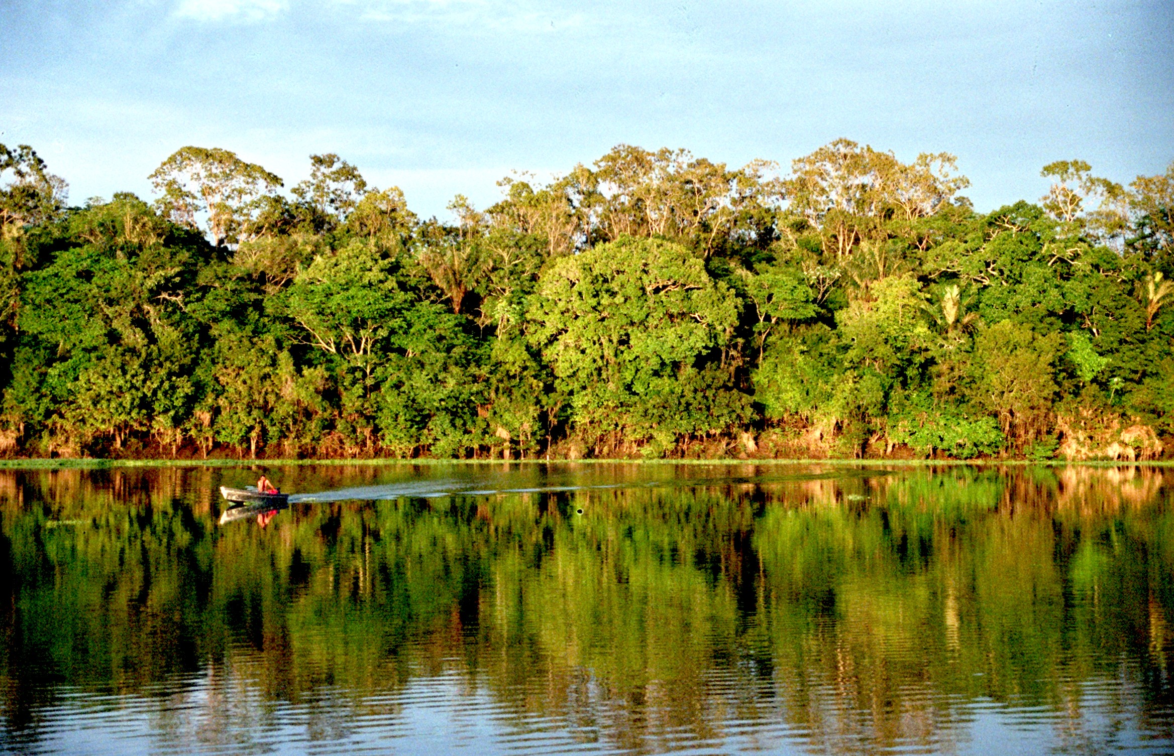 Amazônia absorve menos gás carbônico do que esperado, revela estudo (Foto: Wikimedia Commons)