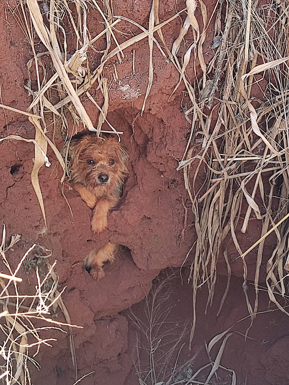 O cachorro que estava dentro de um poço de uma casa abandonada, em Itápolis (SP) — Foto: Corpo de Bombeiros/Divulgação