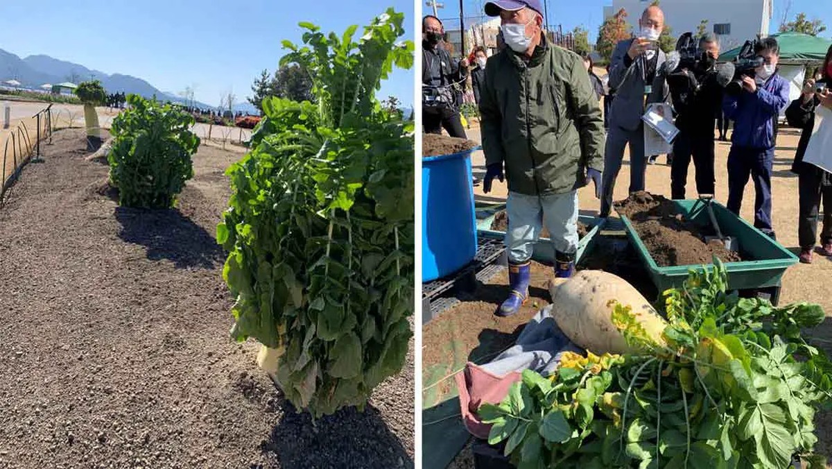 カバほどの大きさの大根が世界記録を破る | 好奇心