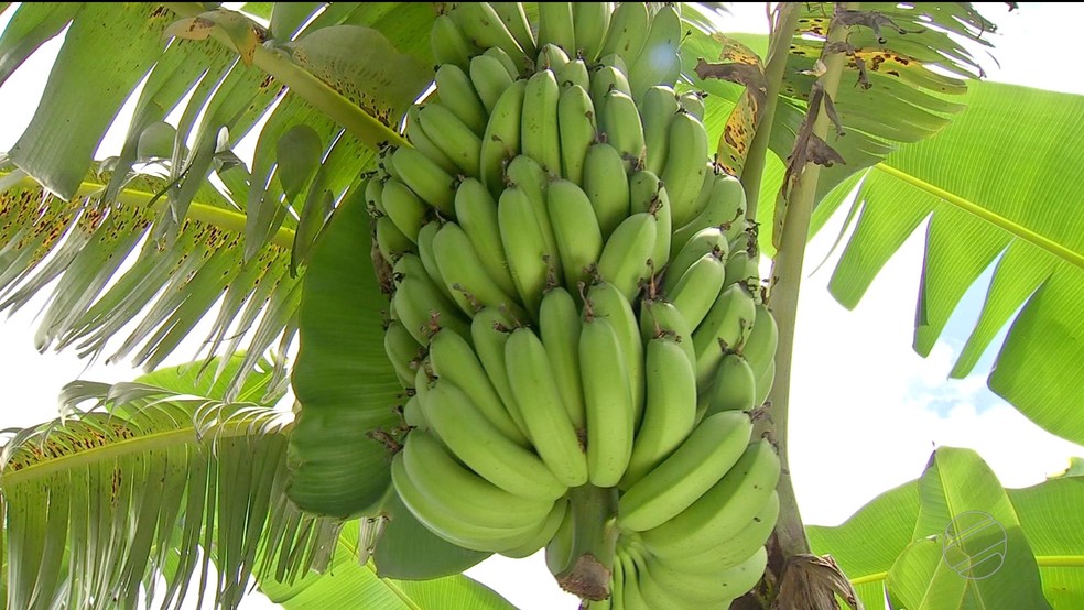 Produção de banana no Assentamento 14 de agosto — Foto: TVCA/Reprodução