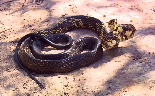 Caninana E Serpente Agil Em Solo Arvore E Tambem Na Agua Terra Da Gente G1 Família colubridae, ordem squamata, classe reptilia. caninana e serpente agil em solo