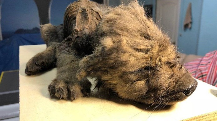 O Cachorro Lobo De 18 Mil Anos Que Intriga Os Cientistas Ciencia E Saude G1 * lobo preto ретвитнул(а) stephan anpalagan. o cachorro lobo de 18 mil anos que