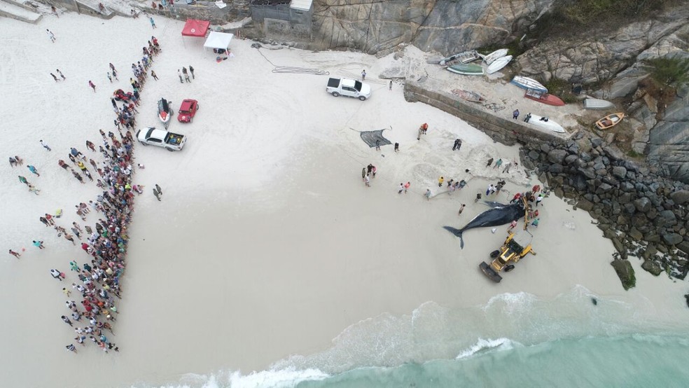 Um cinturão foi formado ao longo da praia para que banhistas não tenham acesso ao animal (Foto: Marcelo de Lima/Arquivo Pessoal)