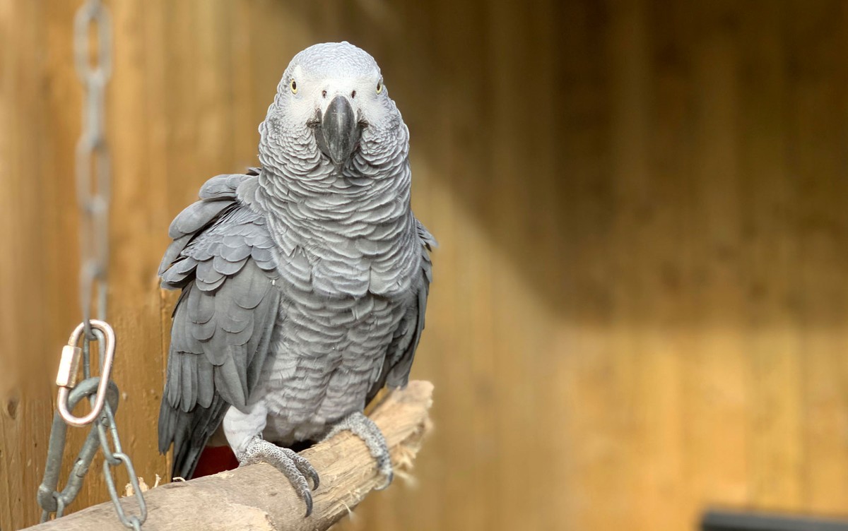 Zoo britânico separa papagaios que se provocavam para falar palavrões |  Mundo | G1