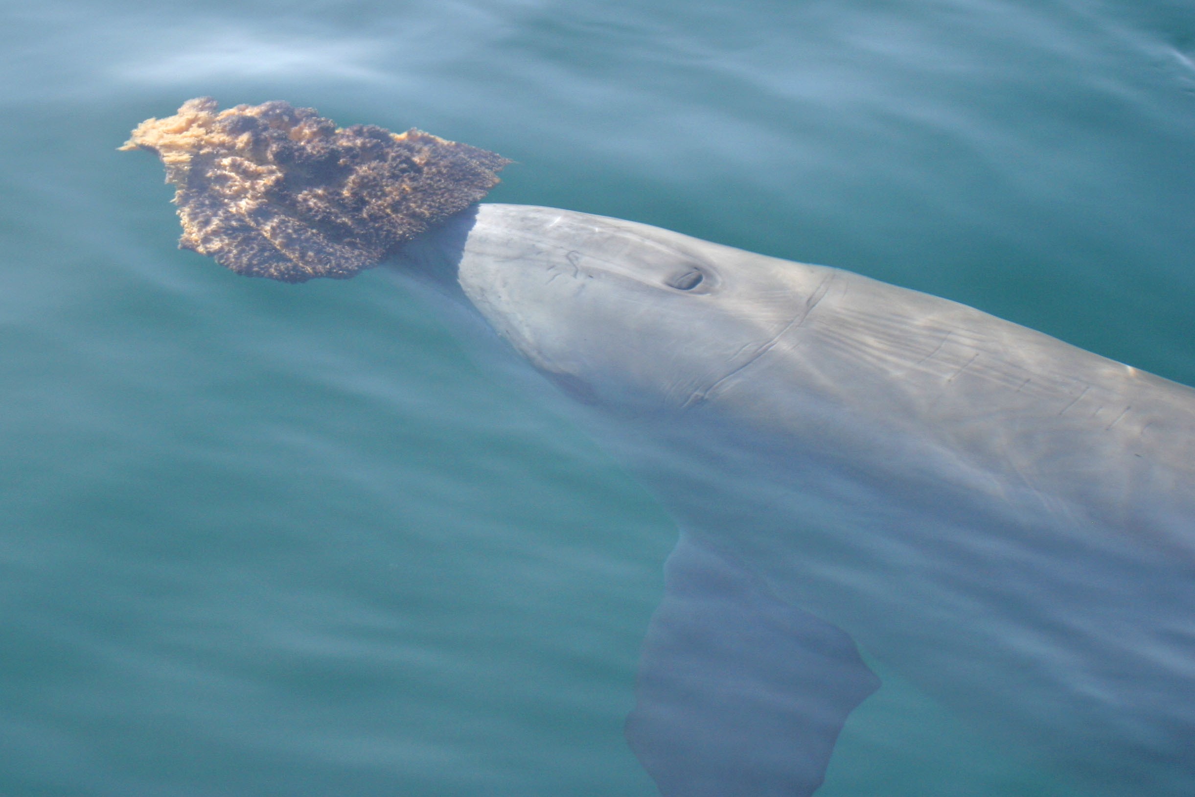 Nenhuma outra população de golfinhos foi observada utilizando esponjas para obter alimentos (Foto: Western Shark Bay)