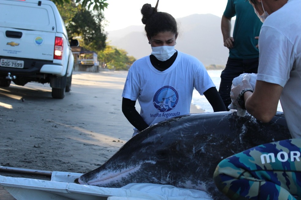 Golfinho é resgatado após encalhar em praia de Ubatuba — Foto: Divulgação/ Instituto Argonauta