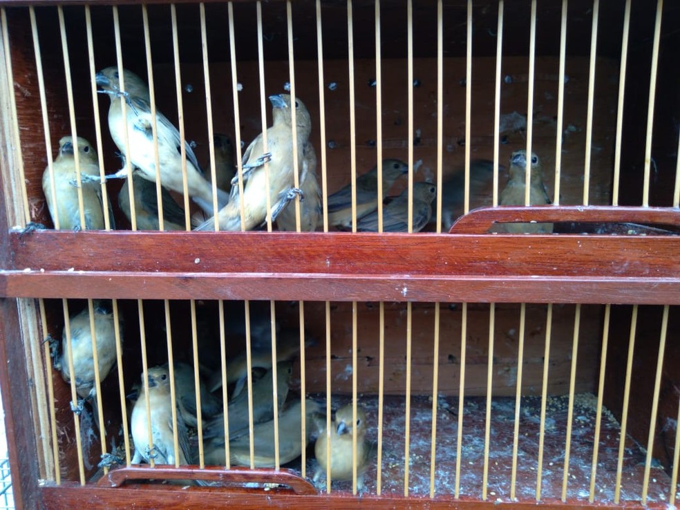 Operação da Polícia Ambiental resgata 179 aves silvestres em Guarabira, PB — Foto: Polícia Militar/Divulgação