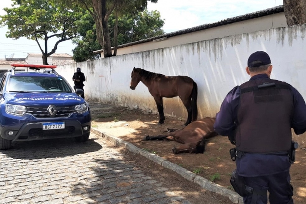 Cavalos foram resgatados em Cidade da Esperança, em Natal — Foto: Divulgação/Semdes