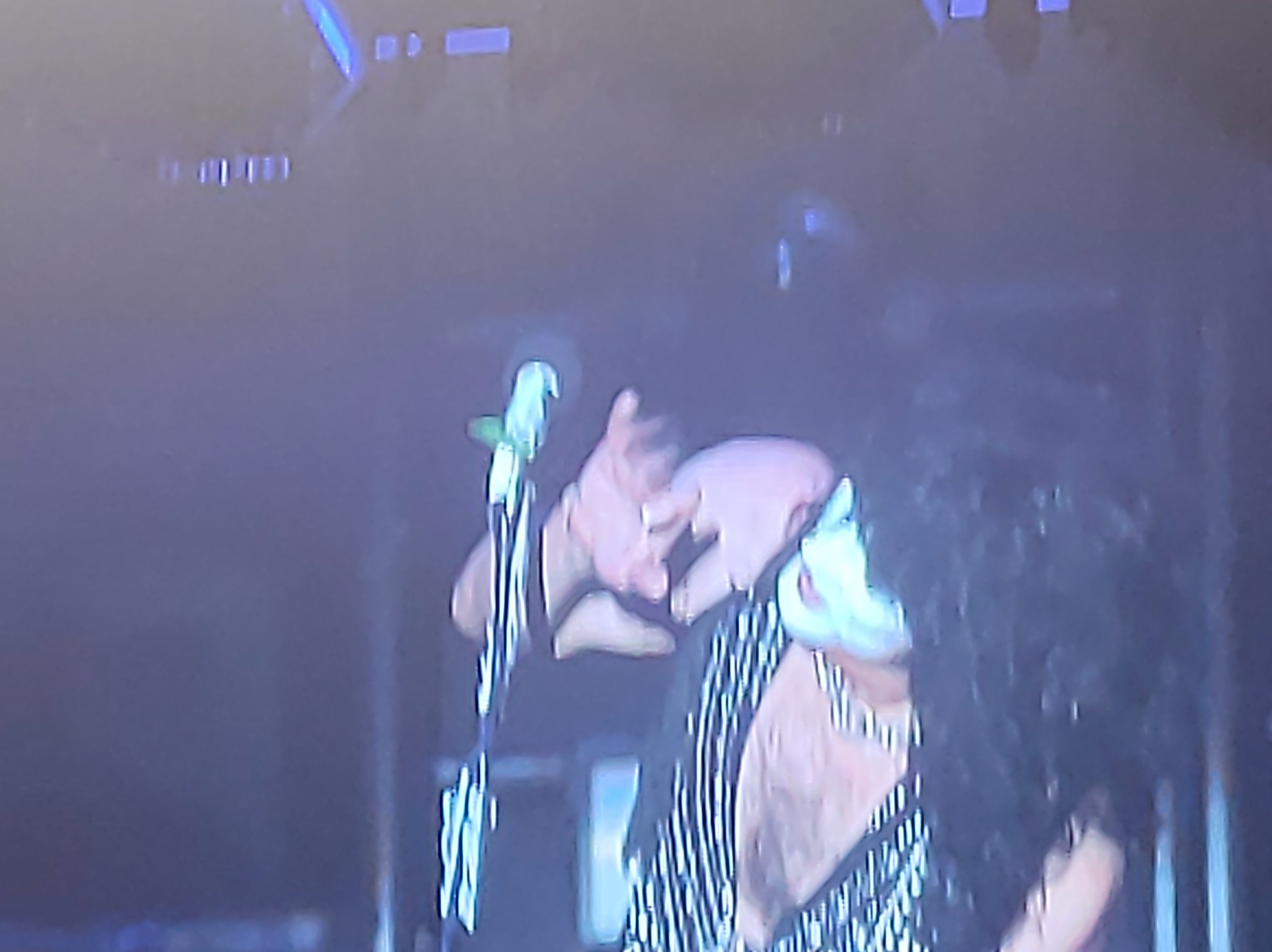 Kiss faz espetáculo grandioso e Paul Stanley se encanta com inseto no palco em São Paulo