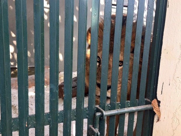 Leão Dengo atrás de portão (Foto: CPI dos Maus-Tratos/Reprodução)