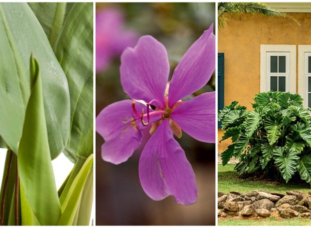 Lista reúne dez espécies de plantas brasileiras para cultivar em vasos ou jardins (Foto: Edu Castello/Editora Globo | Montagem: Casa e Jardim )