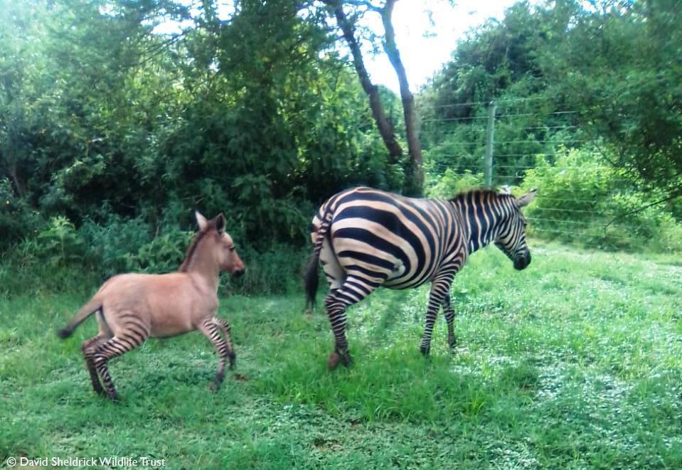 Por que eu não quebro animais na cerca, ONDE PODE ESTAR O ERRO EM  QUEBRAR ANIMAL NA CERCA?, By Marquinho Muladeiro ML