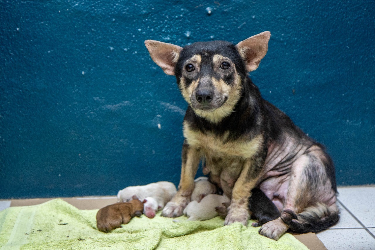 Cadela dá à luz seis filhotes dentro de tubulação de esgoto em Porto Alegre; FOTOS