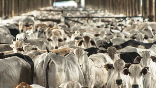 O mundo árabe responde por 27% das exportações brasileiras de carne bovina. Setor exportador teme retaliações diante de aproximação com Israel (Foto: Getty Images via BBC News Brasil)