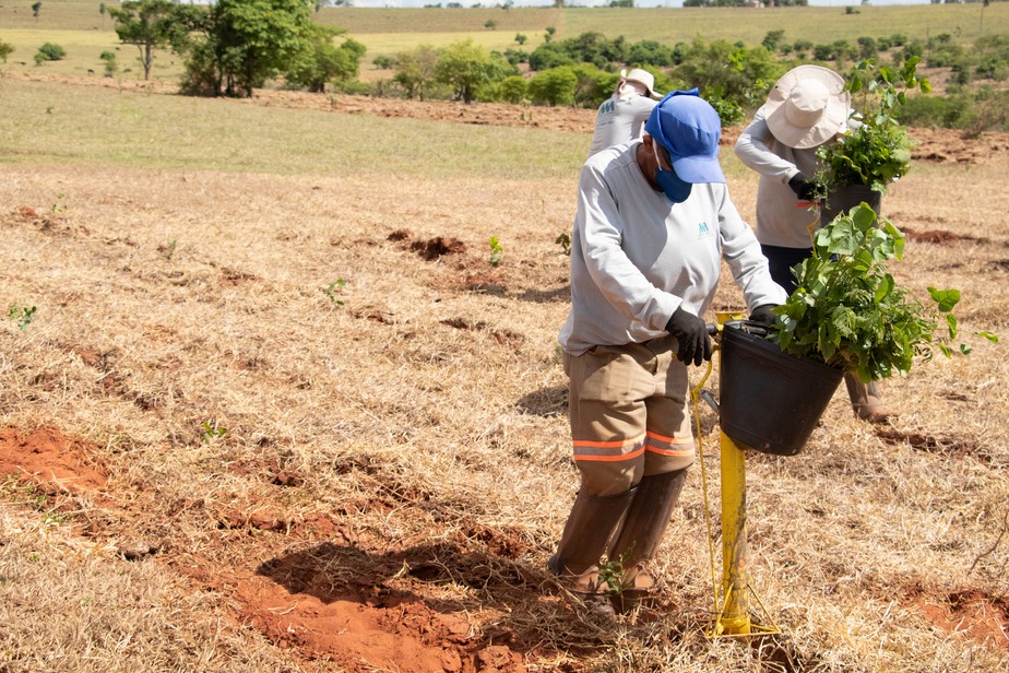 Por meio do Regenera América, projeto Corredores de Vida receberá aporte para restaurar 50 hectares a mais em São Paulo, a partir do plantio de mais de 100 mil plantas nativas