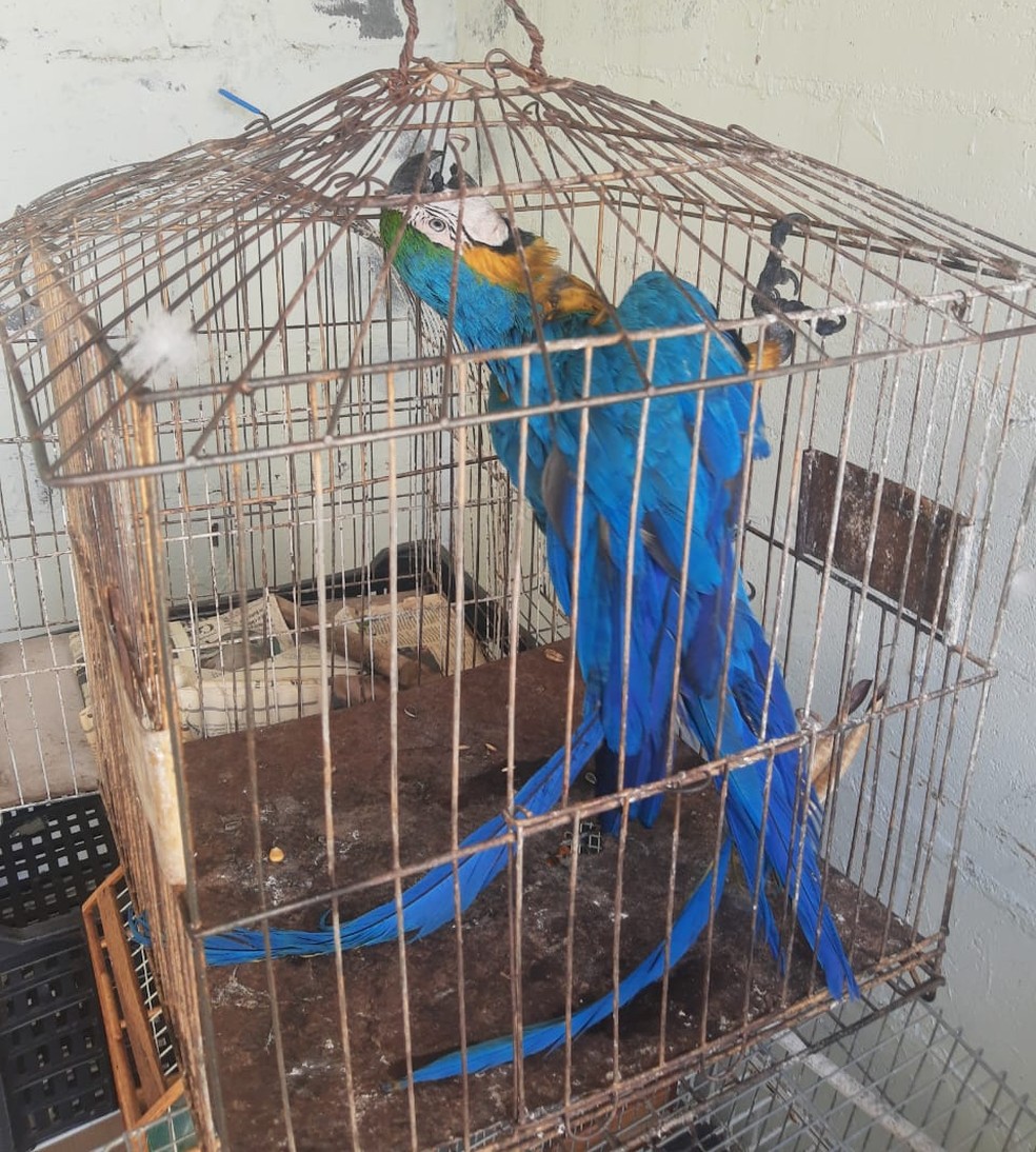 Arara-canindé estava em gaiola dentro de ferro-velho de Campinas — Foto: Polícia Ambiental