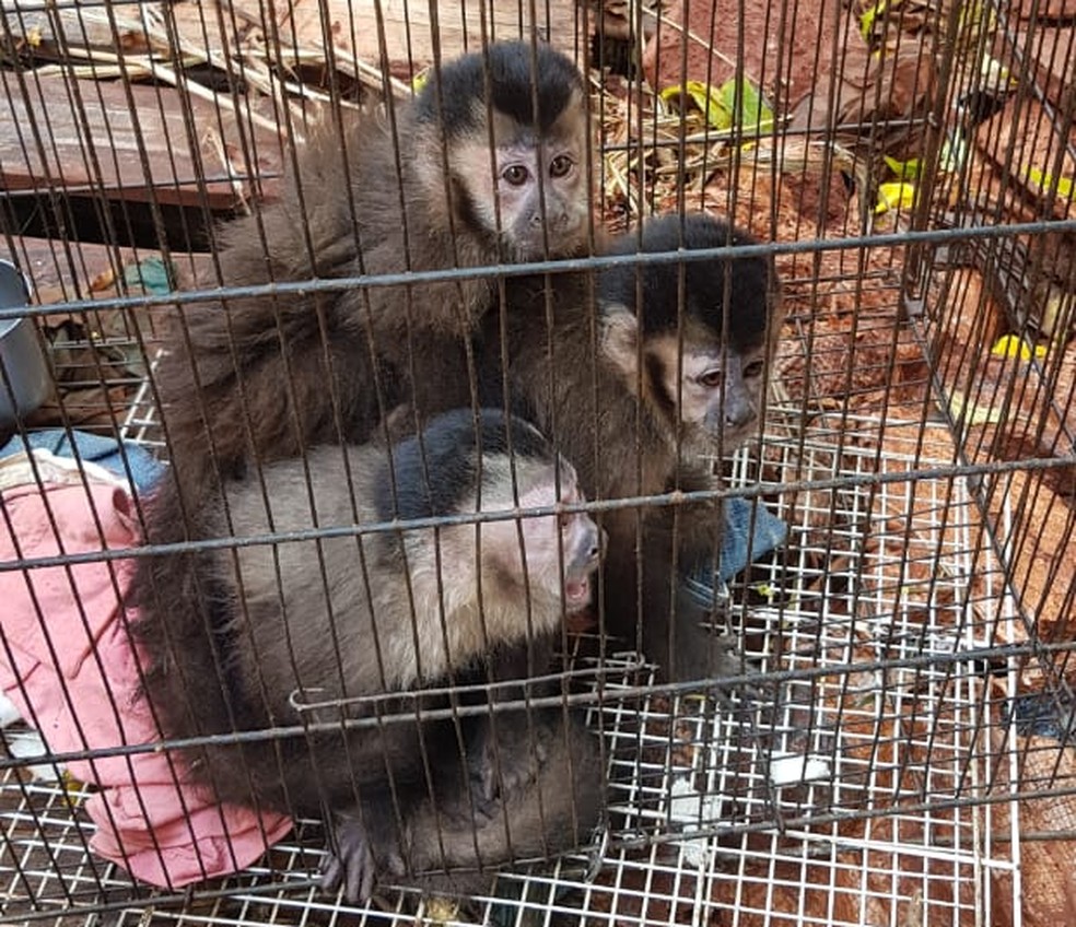 Macacos-prego foram encontrados em um casa na regiÃ£o norte de Londrina (Foto: PolÃ­cia Ambiental/DivulgaÃ§Ã£o)