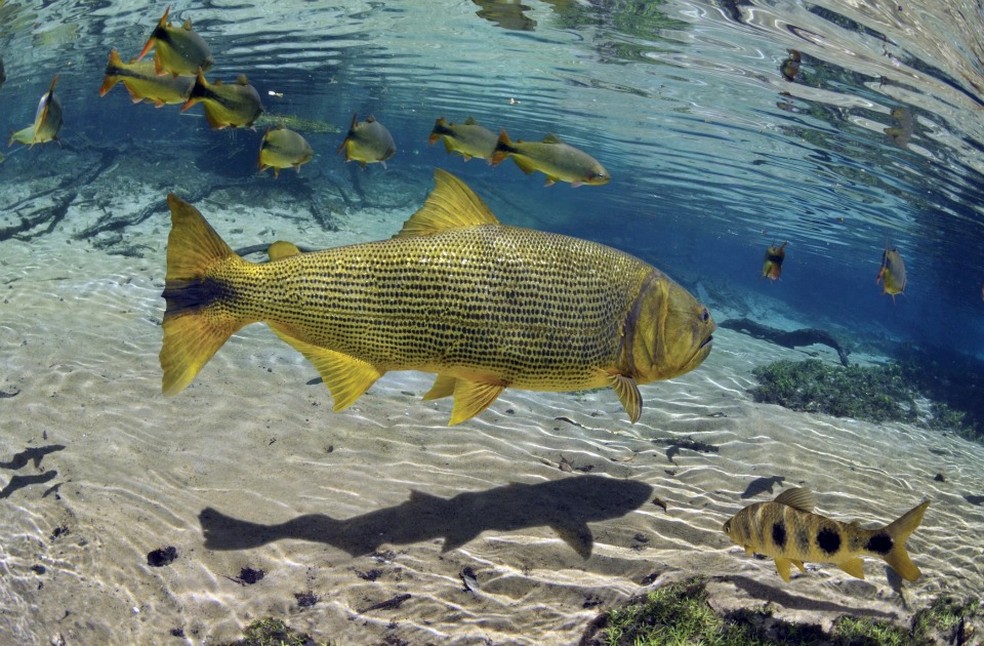 Época de defeso é para proteger a reprodução de algumas espécies de peixes — Foto: Christian Dalgas Frisch/ Divulgação