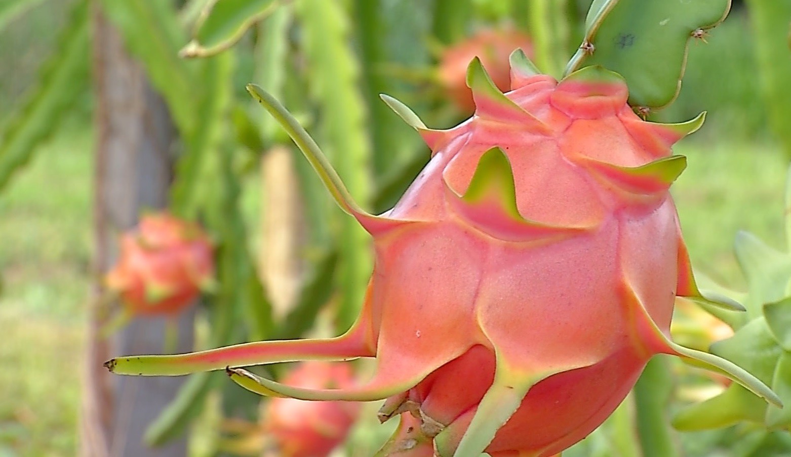 Pitaya também é chamada de fruta-do-dragão 