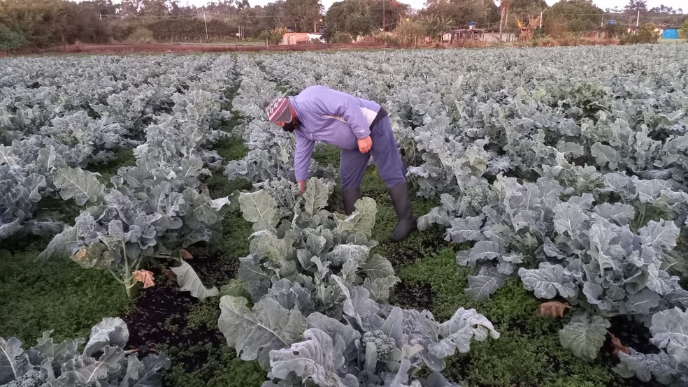 Produtor Josué de Brito Moraes confere plantação de brocólis em Mogi das Cruzes depois de madrugada fria — Foto: Débora Carvalho/ TV Diário