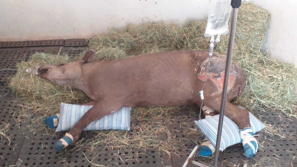 Veterinário de São Carlos viaja 1,2 mil km para cuidar de animais queimados no Pantanal — Foto: Arquivo pessoal