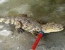 Jacaré é capturado em casa em SC (13ºBBM/Divulgação)