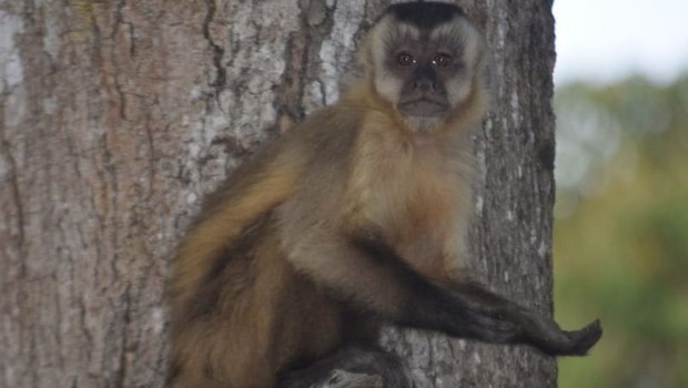 Macaco com a pata estendida; primatas aprenderam a 'pedir comida' aos humanos em meio à situação adversa no Pantanal, dizem ONGs (Foto: Fundação Ecotrópica via BBC Brasil )