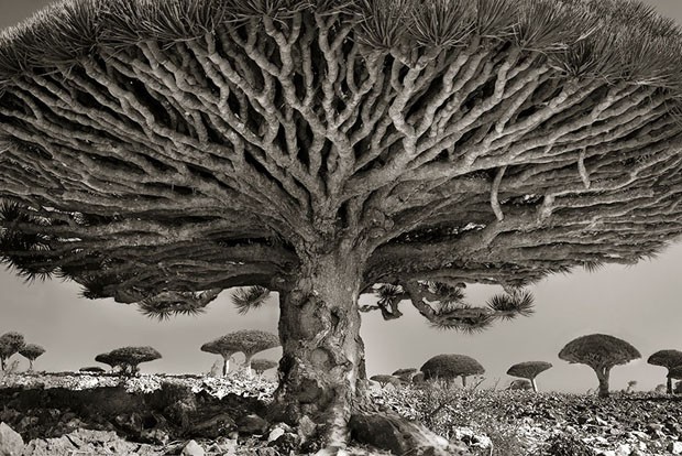 Árvores centenárias (Foto: Beth Moon/Divulgação)
