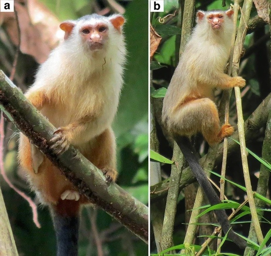 Mico schneideri é nova espécie de sagui descoberta na Amazônia