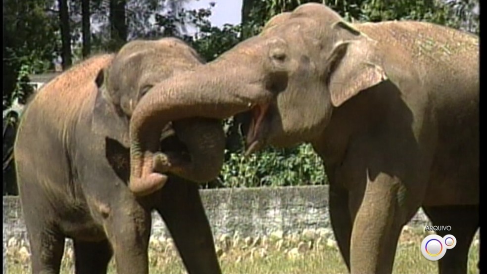 Haisa e Sandro no zoo de Sorocaba (SP) — Foto: TV TEM/Reprodução