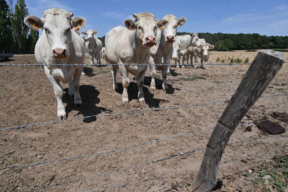 Vacas charolesas são vistas em um campo seco em uma fazenda no vilarejo de Saint-Nicolas, centro da França, na segunda-feira (10). A criação de gado charolês é praticada em prados naturais não irrigáveis e é totalmente dependente da chuva — Foto: Philippe Desmazes/AFP