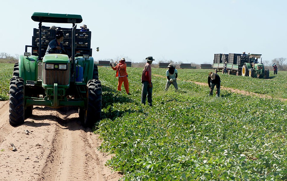 Fazendas no RN produzem 96% do melão exportado pelo Brasil (Foto: Anderson Barbosa/G1)