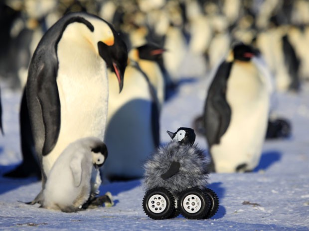 Dois pinguins tentando subir uma montanha e falhando