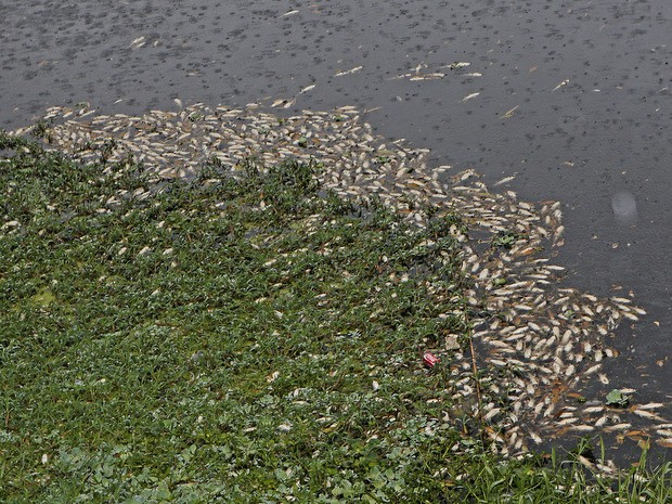 Rio Piracicaba volta a registrar mortandade de peixes no trecho urbano de Piracicaba (Foto: Mateus Medeiros/Arquivo pessoal)