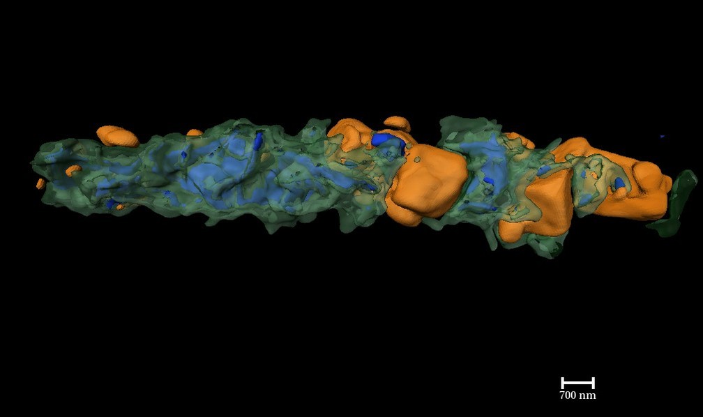 Detalhe do microfóssil de 1,9 bilhão de anos atrás: a matéria orgânica é a parte em verde, enquanto em laranja são cristais minerais; em azul, detalhes de fraturas internas — Foto: Lara Maldanis