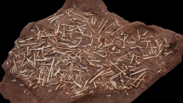 Rocha com centenas de ossos de pterossauros (Foto: PAULO MANZIG/Via BBC News Brasil)