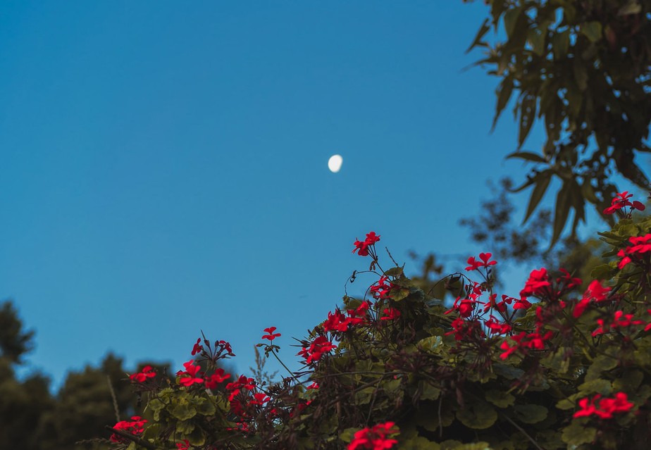 As diferentes fases da lua causam impactos na plantas que podem ajudar ou não no seu desenvolvimento