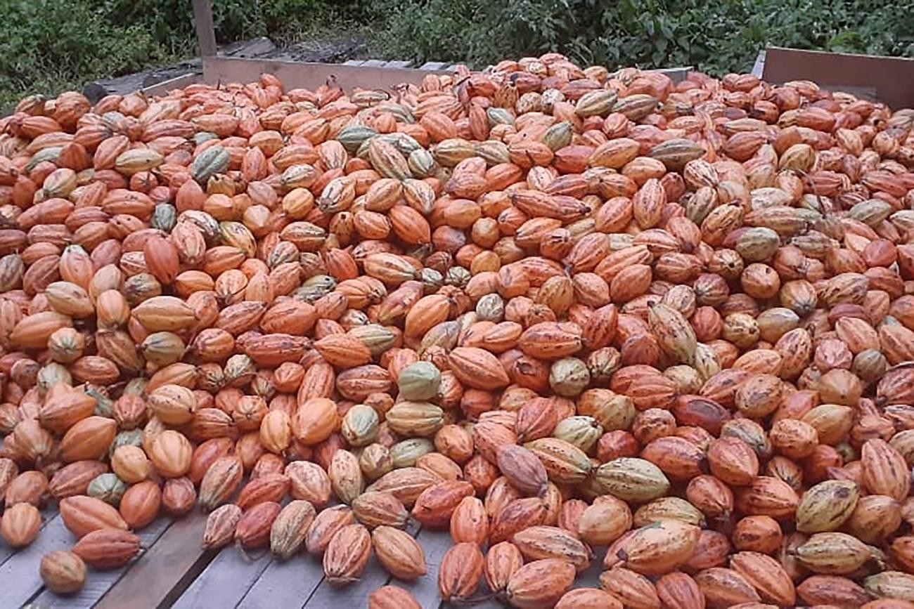 Produtores rurais recebem treinamento para produção sustentável de cacau no Pará 